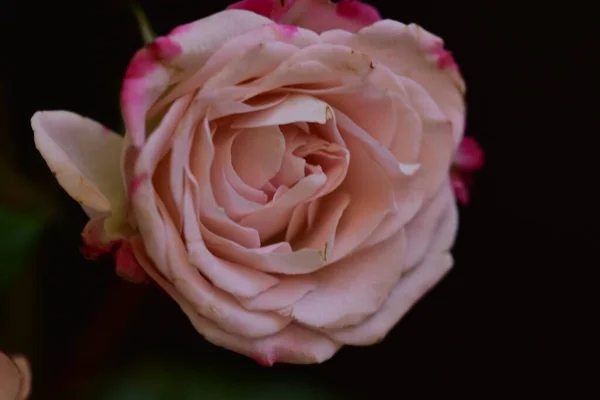 Růže Velmi Pěkné Barevné Květiny Zblízka Pohled Zahradě — Stock fotografie