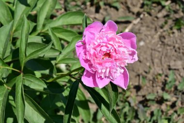 Şakayık. Rengarenk çiçekler. Bahçeye yakın.