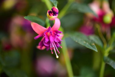 Bahçedeki çok güzel rengarenk bahar çiçekleri.