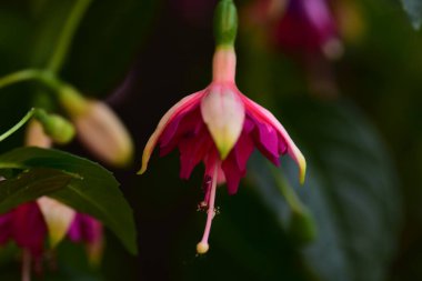 Bahçedeki çok güzel rengarenk bahar çiçekleri.