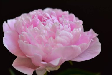 Şakayık. Rengarenk çiçekler. Bahçeye yakın.