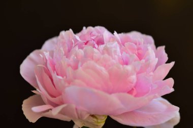 Şakayık. Rengarenk çiçekler. Bahçeye yakın.