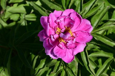 Şakayık. Rengarenk çiçekler. Bahçeye yakın.