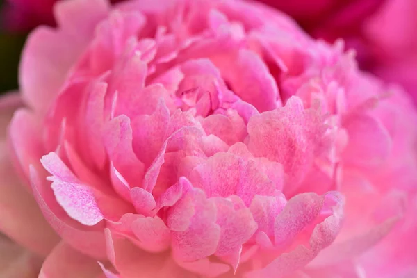 Pæon Meget Smukke Farverige Blomster Tæt Visning Haven - Stock-foto