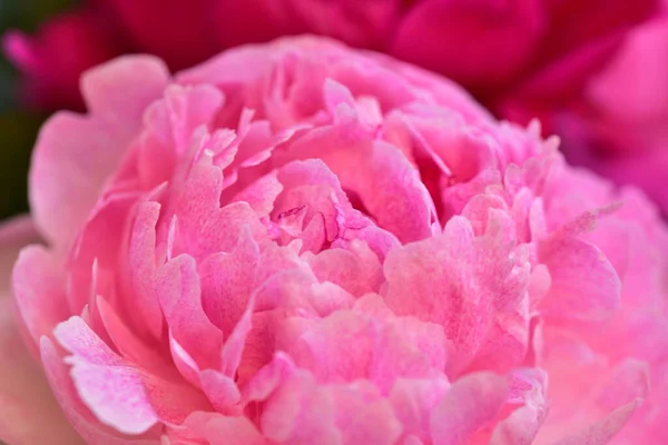 Peony Very Pretty Colorful Flowers Close View Garden — Stock Photo, Image