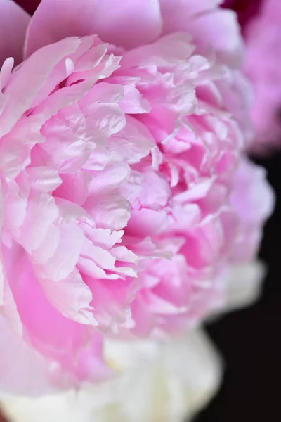 Pivoine Les Très Jolies Fleurs Colorées Vue Rapprochée Dans Jardin — Photo