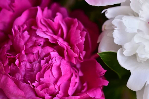Пион Красивые Красочные Цветы Закрыть Вид Саду — стоковое фото