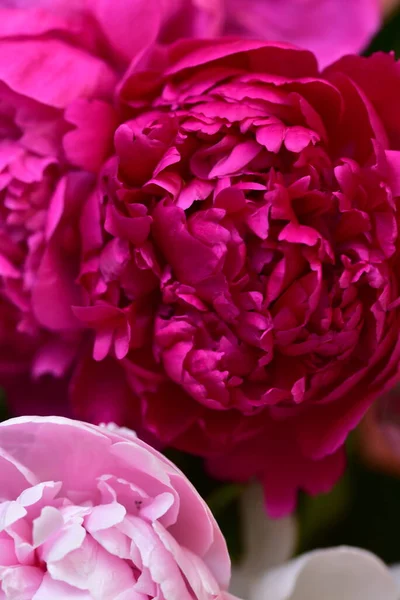 Pioenroos Zeer Mooie Kleurrijke Bloemen Van Dichtbij Bekijken Tuin — Stockfoto