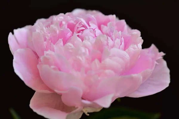 Pivoine Les Très Jolies Fleurs Colorées Vue Rapprochée Dans Jardin — Photo