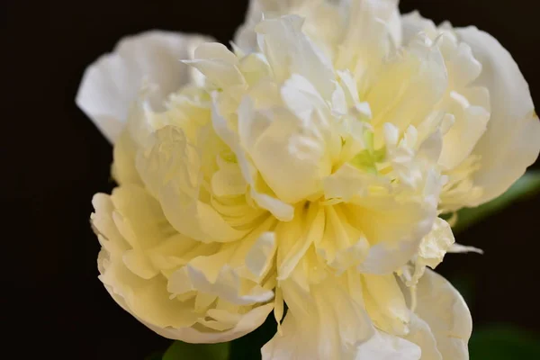 Peônia Flores Coloridas Muito Bonitas Fechar Vista Jardim — Fotografia de Stock