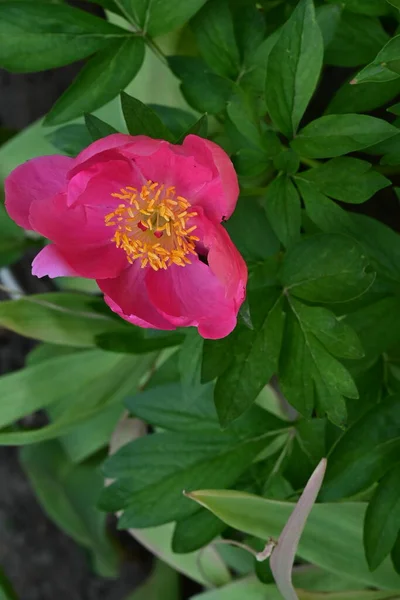 Pivoine Les Très Jolies Fleurs Colorées Vue Rapprochée Dans Jardin — Photo