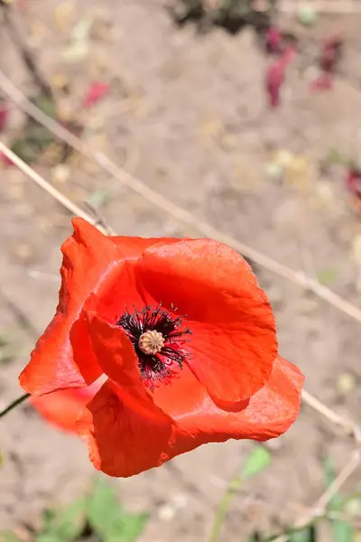 Flor Amapola Roja Jardín — Foto de Stock