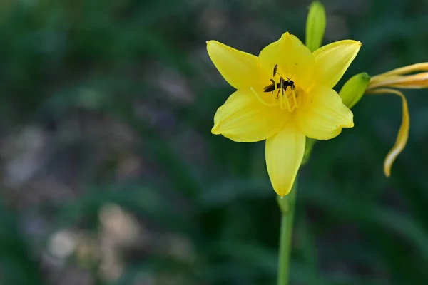 Les Très Belles Fleurs Printemps Colorées Dans Jardin Gros Plan — Photo