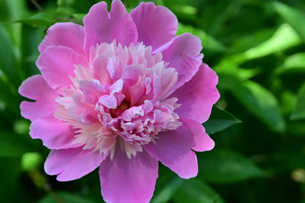 Flor fresca e brilhante de peão florescendo de perto