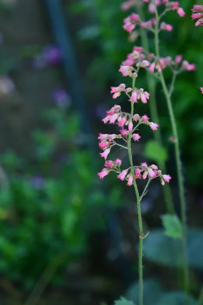 Fiori Primaverili Colorati Molto Belli Giardino Vicino — Foto Stock