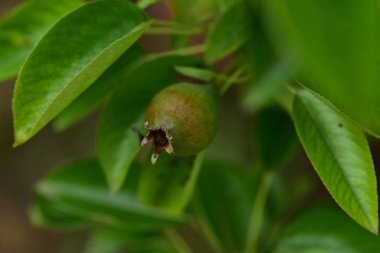 Olgun yeşil bir ağacın yapraklarına yakın.