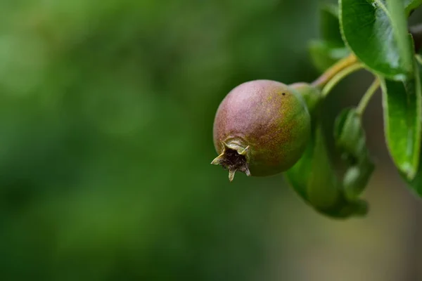 Reife Granatapfelfrucht Auf Einem Zweig — Stockfoto