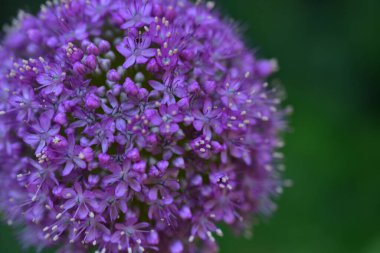 Bahçedeki çok güzel rengarenk bahar çiçekleri.