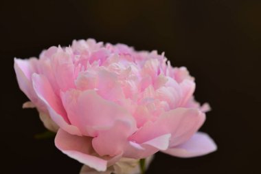 Şakayık. Rengarenk çiçekler. Bahçeye yakın.