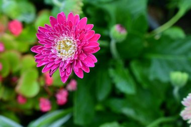 Bahçedeki çok güzel rengarenk bahar çiçekleri.