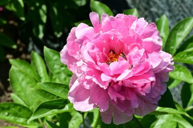 Şakayık. Rengarenk çiçekler. Bahçeye yakın.