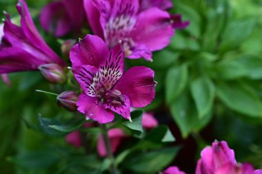 Bahçedeki çok güzel rengarenk bahar çiçekleri.