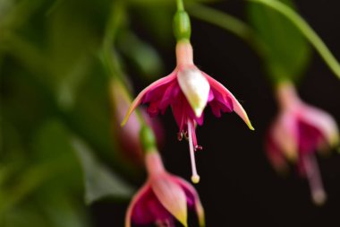 Bahçedeki çok güzel rengarenk bahar çiçekleri.