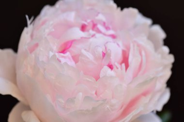 Şakayık. Rengarenk çiçekler. Bahçeye yakın.