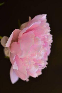 Şakayık. Rengarenk çiçekler. Bahçeye yakın.