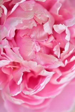 Şakayık. Rengarenk çiçekler. Bahçeye yakın.