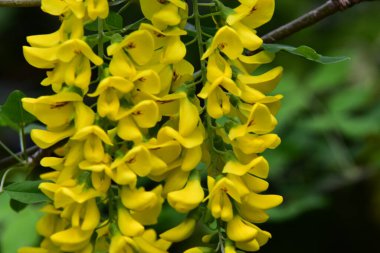 Bahçedeki çok güzel rengarenk bahar çiçekleri.