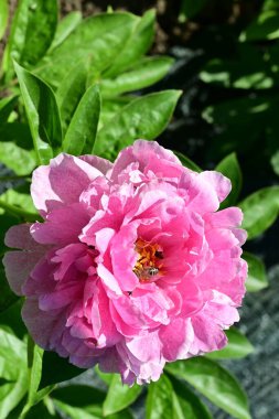 Şakayık. Rengarenk çiçekler. Bahçeye yakın.