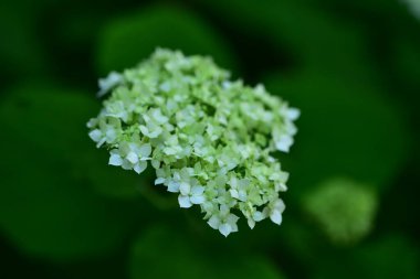 Bahçedeki çok güzel rengarenk bahar çiçekleri.