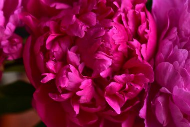 Şakayık. Rengarenk çiçekler. Bahçeye yakın.