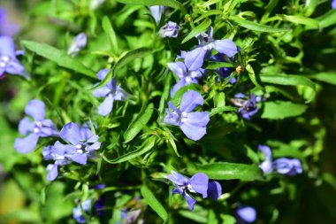 Bahçedeki çok güzel rengarenk bahar çiçekleri.