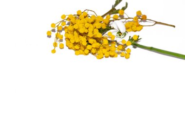 Beyaz arkaplanda sarı çiçekler