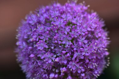 Bahçedeki güzel mor çiçekler