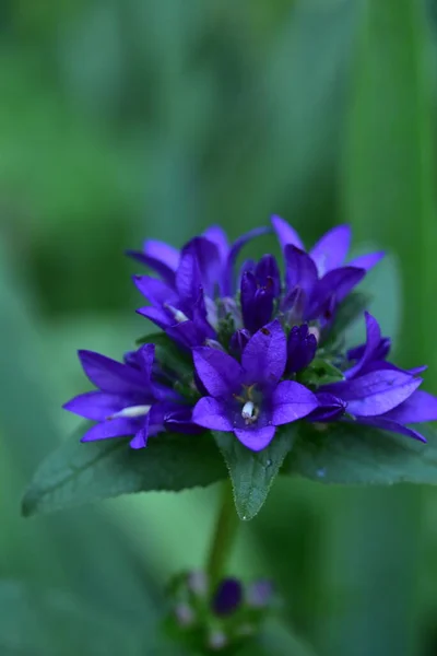 Die Sehr Schönen Bunten Frühlingsblumen Garten Aus Der Nähe — Stockfoto