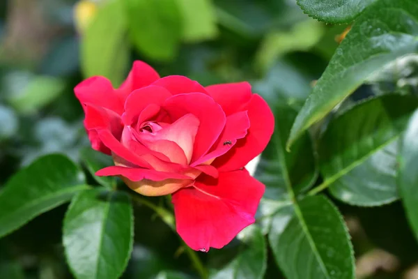 Naik Bunga Yang Sangat Cantik Berwarna Warni Menutup Pandangan Kebun — Stok Foto