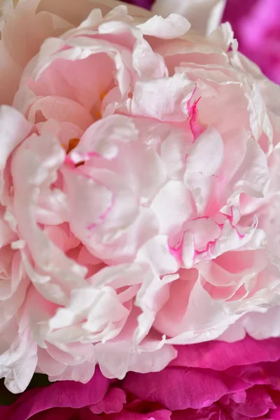 Pfingstrose Die Sehr Hübschen Bunten Blumen Nahsicht Garten — Stockfoto