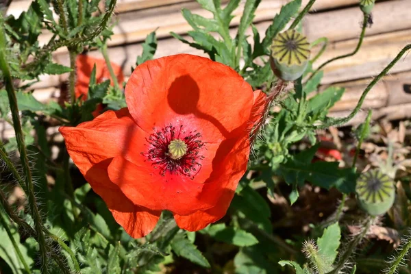 Lindas Flores Papoula Vermelha Jardim — Fotografia de Stock