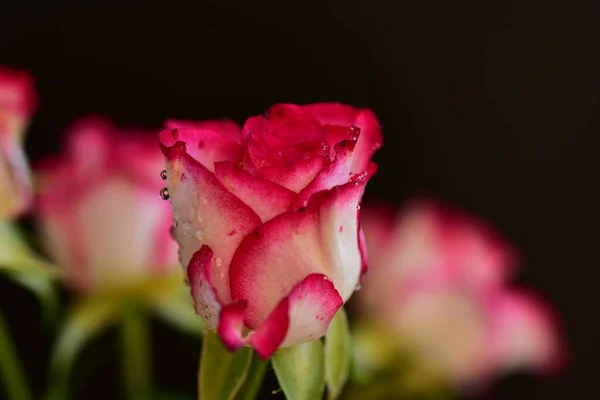 Rosa Fiore Molto Bella Colorata Vista Vicino Giardino — Foto Stock