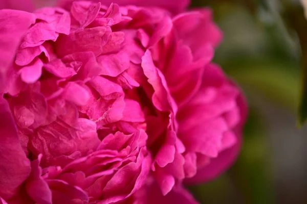 Piwonia Bardzo Ładne Kolorowe Kwiaty Bliska Widok Ogrodzie — Zdjęcie stockowe