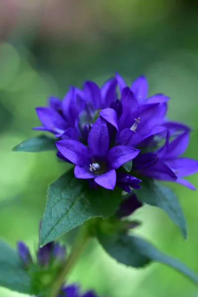 Die Sehr Schönen Bunten Frühlingsblumen Garten Aus Der Nähe — Stockfoto