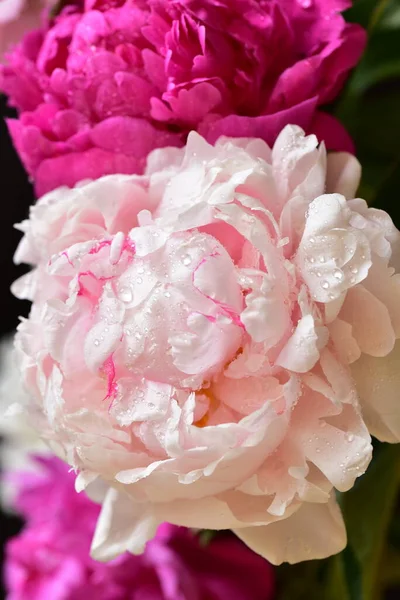 Pivoine Les Très Jolies Fleurs Colorées Vue Rapprochée Dans Jardin — Photo