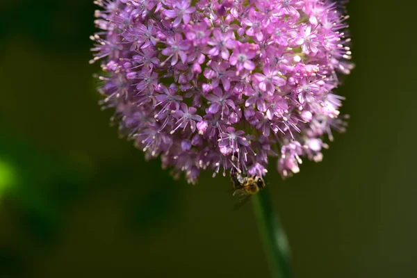 Красивые Фиолетовые Цветы Саду — стоковое фото
