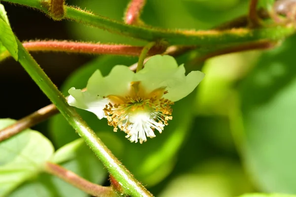 Vacker Botanisk Skott Naturliga Tapeter — Stockfoto