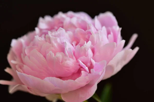 Peony Very Pretty Colorful Flowers Close View Garden — Stock Photo, Image