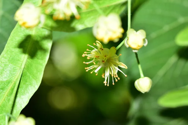 Krásný Botanický Záběr Přírodní Tapety — Stock fotografie