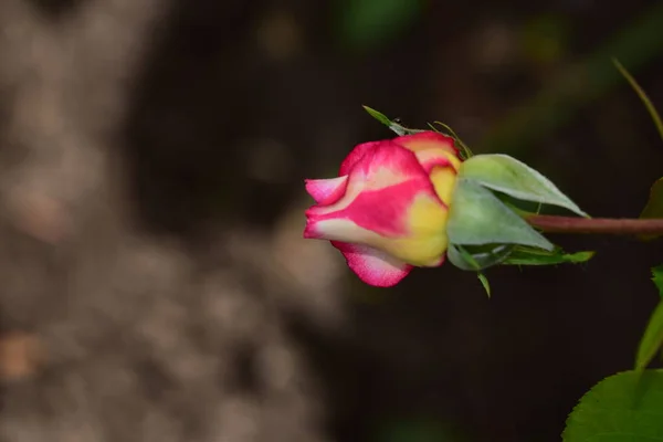 Rosa Muy Bonita Flor Colorida Vista Cerca Jardín — Foto de Stock